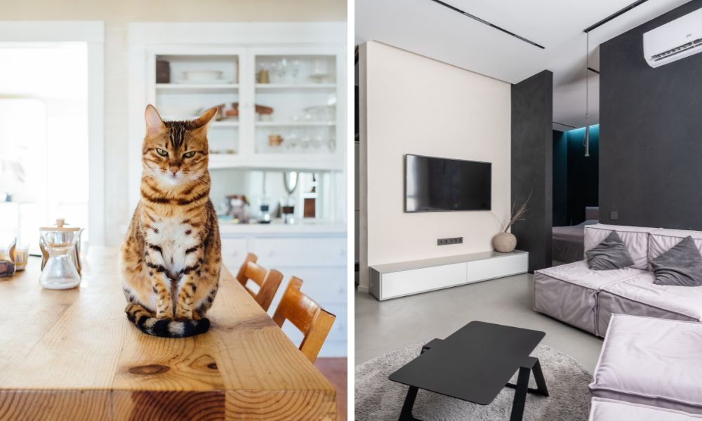 TESTED: The Best Air Purifier For Cat Litter (With One Of These 5 You Can Breathe Again!)