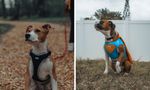 Dog Harness With Poop Bag Holder