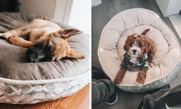 The Great Donut Debate: The BEST Donut Dog Bed for Every Pup