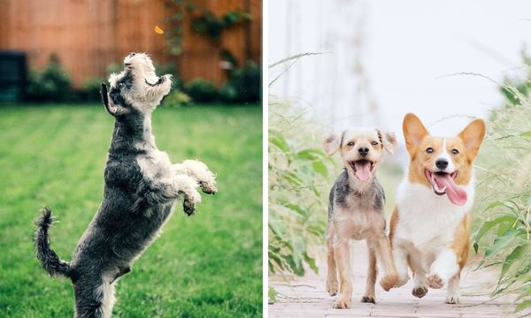 DOG GONE DELICIOUS: Nudges Dog Treats Taste Test!